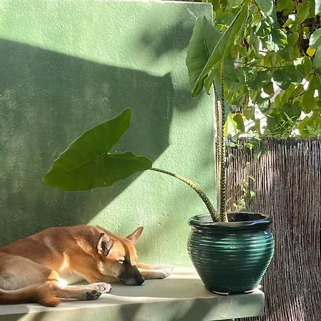 Lemon Tree בית אירוח *