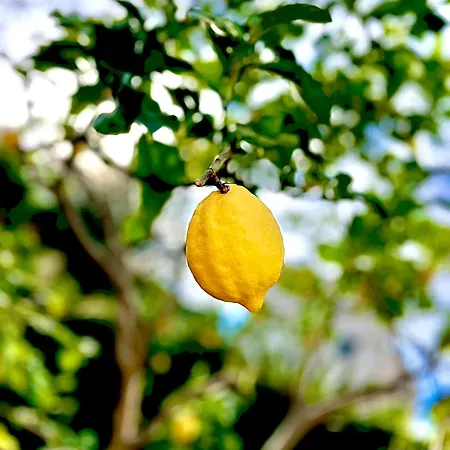 Allotjament en família Lemon Tree Tiana